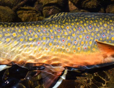 close-up-spots-of-brown-trout