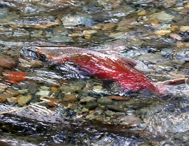 coho-salmon-spawning