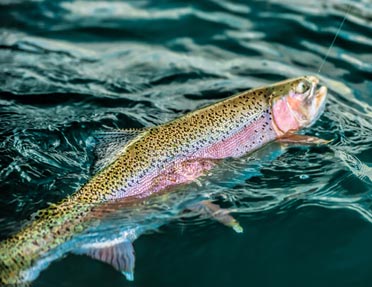 Peak Times for Lake Trout Salmon - North Fork Charters